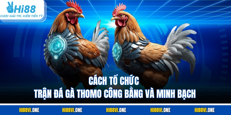 Cách tổ chức trận đá gà thomo công bằng và minh bạch