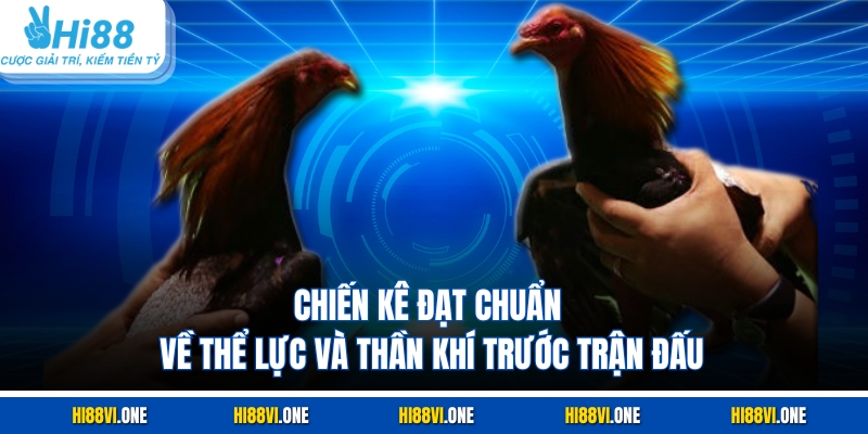 Chiến kê đạt chuẩn về thể lực và thần khí trước trận đấu