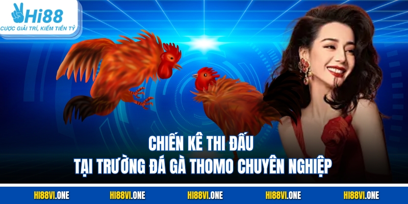 Chiến kê thi đấu tại trường đá gà thomo chuyên nghiệp