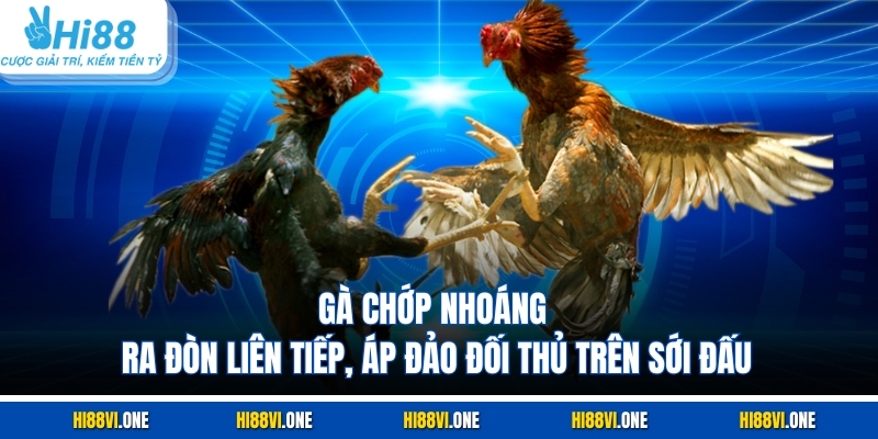 Gà chớp nhoáng ra đòn liên tiếp, áp đảo đối thủ trên sới đấu