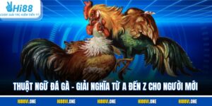 Thuật Ngữ Đá Gà – Giải Nghĩa Từ A Đến Z Cho Người Mới